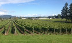 Wine & Gin Tasting In Victoria